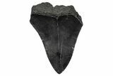 Serrated, Fossil Megalodon Tooth - South Carolina #341469-1